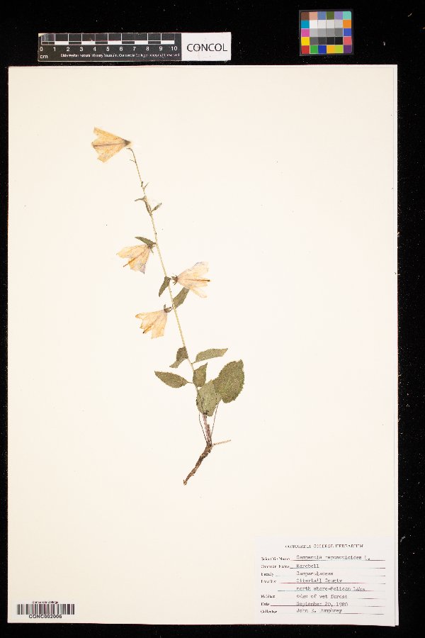 Campanula rapunculoides image