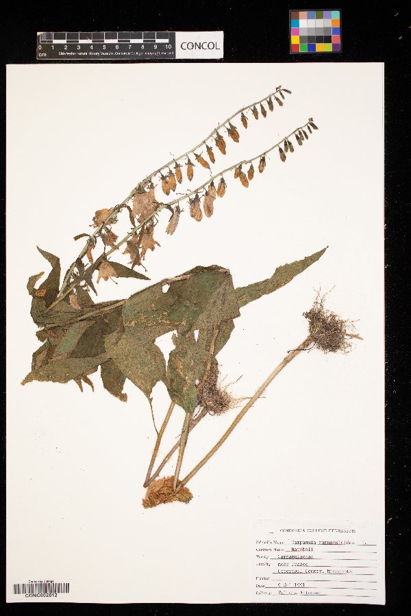 Campanula rapunculoides image