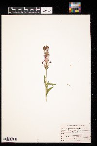Thumbnail image of current specimen