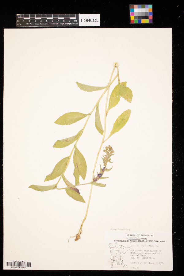 Lobelia siphilitica image