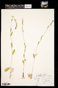 thumbnail image of current specimen