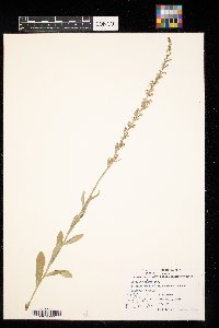 thumbnail image of current specimen