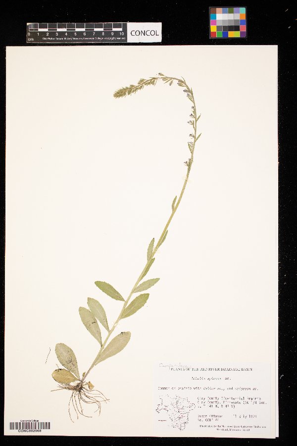 Lobelia spicata image