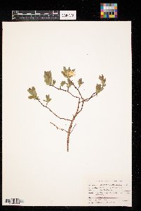 Lonicera caerulea image