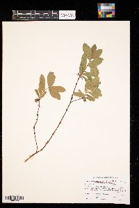 Lonicera caerulea image