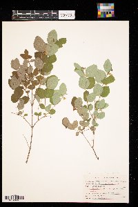 Symphoricarpos albus image