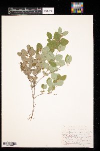 Symphoricarpos albus image