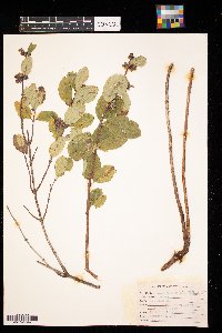 Symphoricarpos occidentalis image