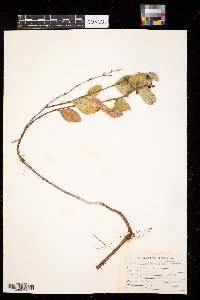 Symphoricarpos occidentalis image