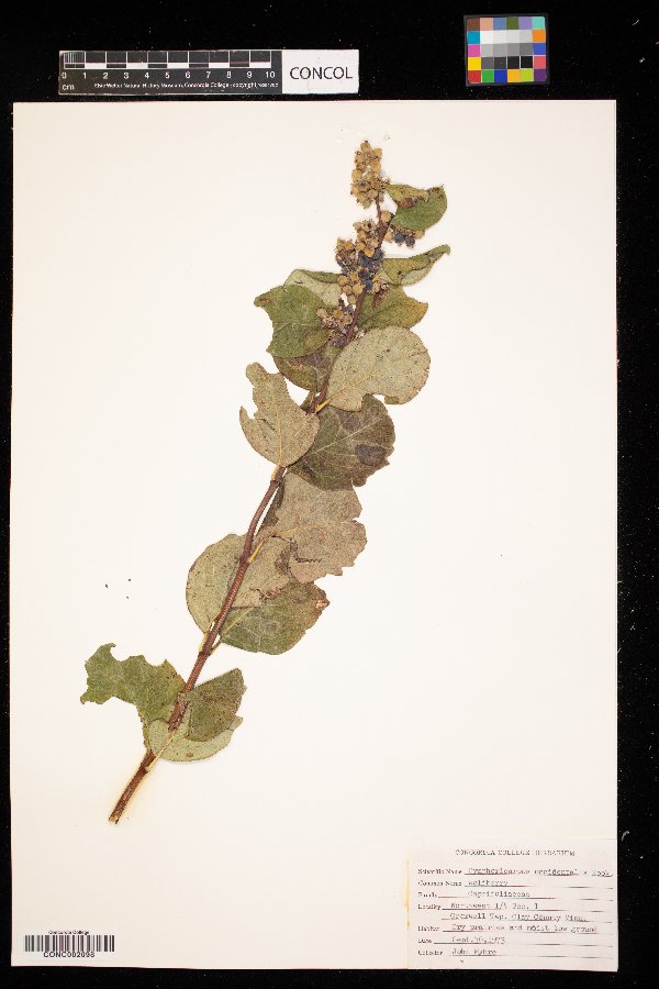 Symphoricarpos occidentalis image