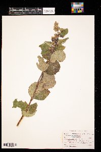Symphoricarpos occidentalis image