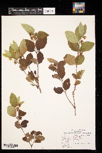 Symphoricarpos occidentalis image