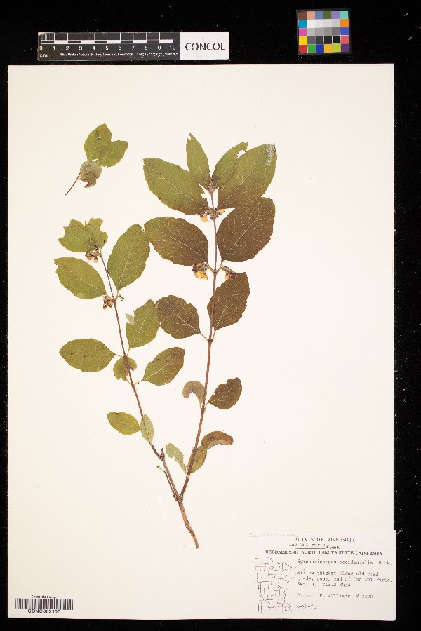 Symphoricarpos occidentalis image