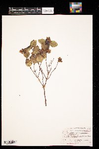 Symphoricarpos occidentalis image