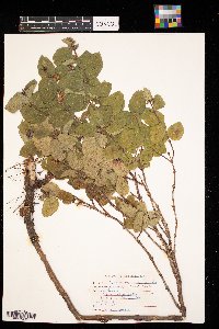 Symphoricarpos occidentalis image