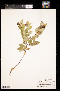 Symphoricarpos occidentalis image