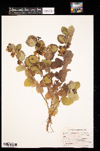 Symphoricarpos occidentalis image