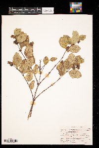 Symphoricarpos occidentalis image