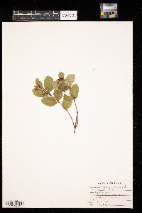 Symphoricarpos occidentalis image