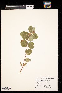 Symphoricarpos occidentalis image
