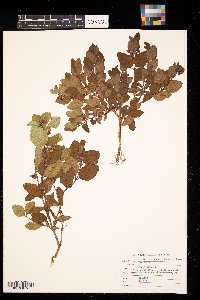 Symphoricarpos occidentalis image