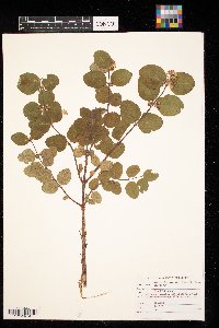 Symphoricarpos occidentalis image