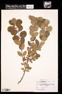 Symphoricarpos occidentalis image