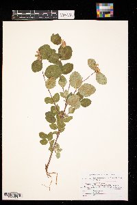 Symphoricarpos occidentalis image