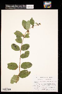 Symphoricarpos occidentalis image