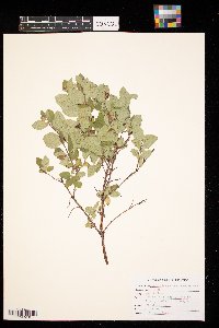 Symphoricarpos occidentalis image