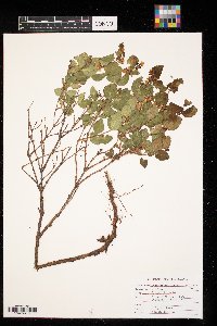 Symphoricarpos occidentalis image