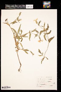 Agrostemma githago image