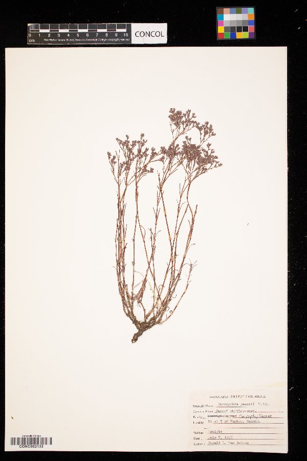 Paronychia jamesii image