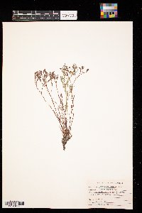 Paronychia jamesii image