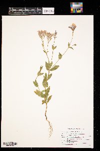 Silene armeria image