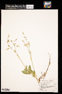 Silene csereii image