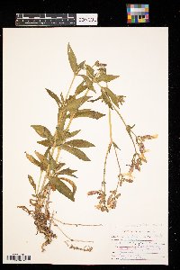 Silene latifolia image