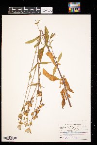 Silene latifolia image