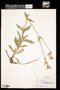 Silene latifolia image