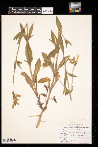 Silene latifolia image