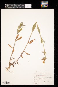 Silene latifolia image