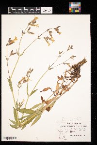 Silene noctiflora image