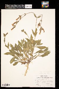 Silene latifolia image