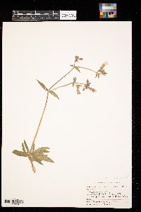 Silene latifolia image