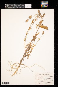 Silene latifolia image