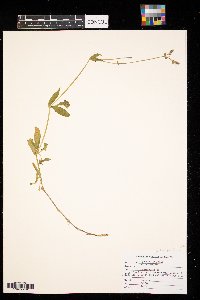 Silene latifolia image