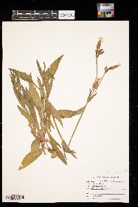 Silene latifolia image