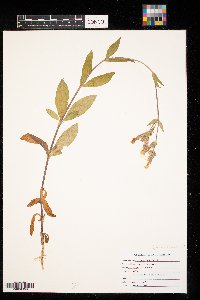 Silene latifolia image