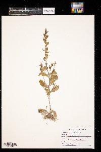 Silene latifolia image