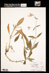 Silene latifolia image